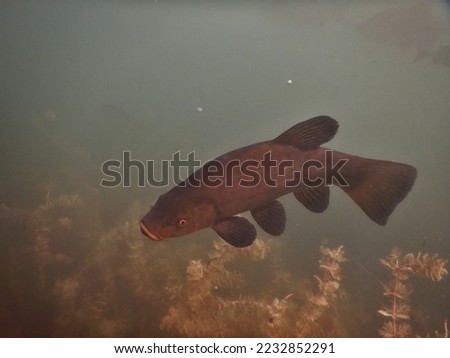 tench or doctor fish (Tinca tinca) is a fresh- and brackish-water fish of the order Cypriniformes found throughout Eurasia from Western Europe including the British Isles east into Asia