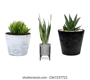 as I tend to my outdoor potted plants, I feel a deep connection with nature. Their resilience and beauty inspire me to nurture and protect our precious environment. - Shutterstock ID 2367237721