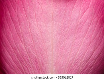Tender beautiful rose petal texture. Pink rose petal close up. Macro photo of natural rose petal texture. Rose petal background