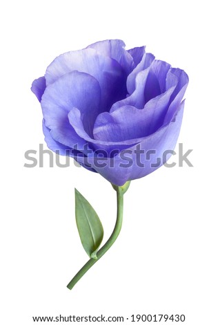 tender blue eustoma flower isolated on white background