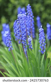 Tender blue Muscari neglectum flowers. Spring flowering. Blue buds flowers Muscari armeniacum. Grape Hyacinth Muscari flowers. Spring season. Floral background. Grape Hyacinth in spring garden