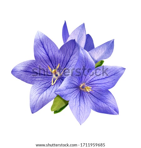 tender bright bluebell flowers isolated on white background