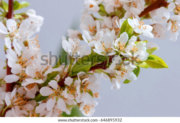 Tender Cherry Blossom Background Abstract Love Stock Photo Edit