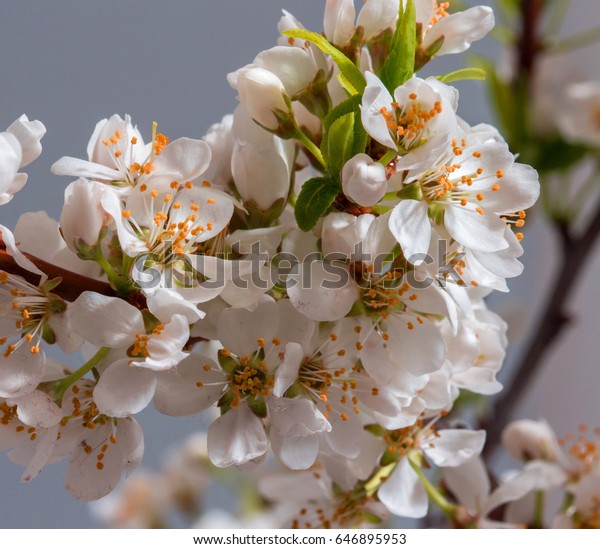 Tender Cherry Blossom Background Abstract Love Stock Photo Edit