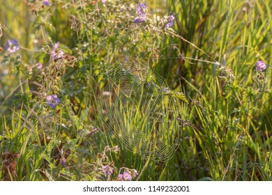 A tender cobweb with small dew drops shines in the sunlight against a warm bokeh background