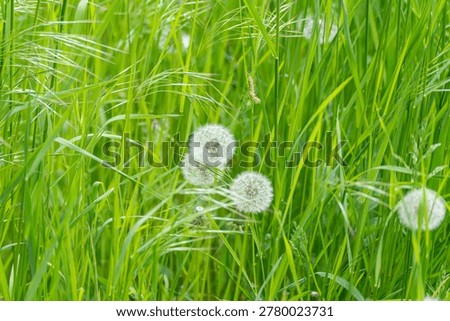 Tender dandelion clocks float gently among tall green grass. Soft light highlights fine white fluff and slender blades. Scene feels calm and natural, perfect for wellness or spring themes
