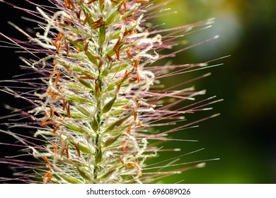 A Tender Grass Ear With Grass Pollen In The Sunlight 