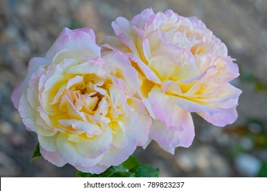 Tender Hybrid Tea Roses