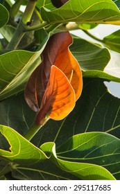 Tender Leaves Of Ficus Benghalensis.