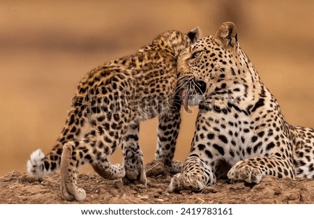 Tender Moment Between Leopard and Cub in Natural Habitat
Two Leopards in a Natural Setting - Animal Portrait
Cute and Fun Interaction Between Leopard Cub and Parent - Nature and Wildlife