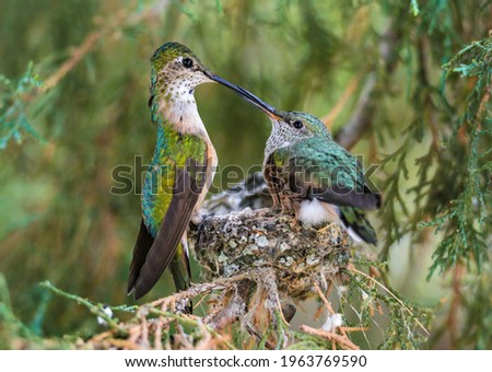 A tender moment of connection, with a Broad-tailed Hummingbird mother and her chick gazing at each other during feeding time, while sitting on the edge of their little nest.