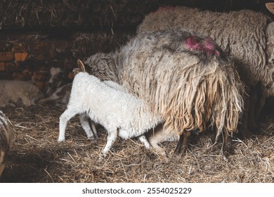 Tender moment as a lamb nurses from its mother in a cozy barn filled with straw. The woolly textures and rustic backdrop highlight the serene beauty of farm life - Powered by Shutterstock