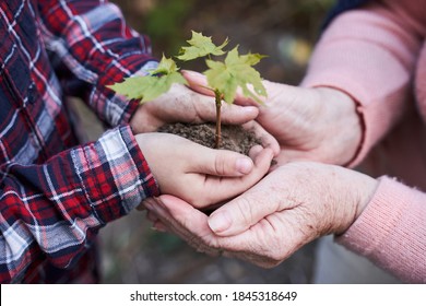 Tender moment. Senior grandmother holding in her hands her grandson's hands with a plant and a handful of ground. Stock photo