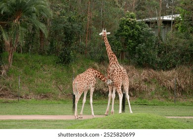 Tender Moments: Baby Giraffe Drinking from Mother in Australia Zoo, Queensland - Powered by Shutterstock