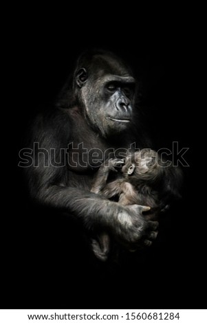 tender monkey with a baby in her arms. Gorilla monkey mother (or her sister) nurses her little baby infant, cute scene. isolated black background.