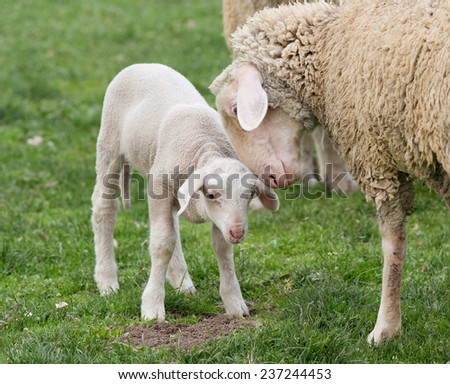 Similar – Image, Stock Photo Beautiful lamb next to its mother