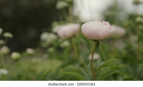 Tender Peony Flower Close Up, Wide Photo