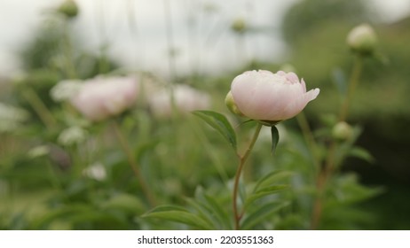 Tender Peony Flower Close Up, Wide Photo