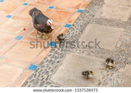 Tender Photo Of Mom Duck And Her Three Son Ducks Running Together Tender Photo Of Mom Duck And Her Three Son Ducks Running Together