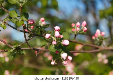 tender pink flowers of apple, spring