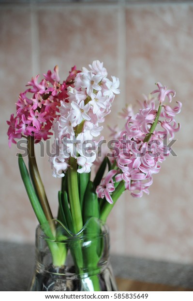 Tender Pink Flowers Hyacinth Bulbs Glass Stock Photo Edit Now