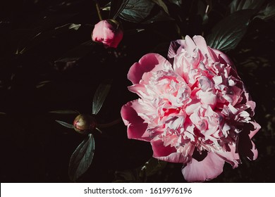 Tender pink peony flower close up in bloom. Dark floral background. Green thumb concept. Home gardening. Botanical garden. Blossom bud. Flowerbed decoration. Top view - Shutterstock ID 1619976196