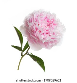 Pink Peonies Botanical Watercolor Illustration Stock Illustration 223355239