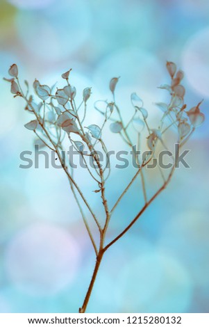 Similar – FORGET-ME-NOT Nature Plant