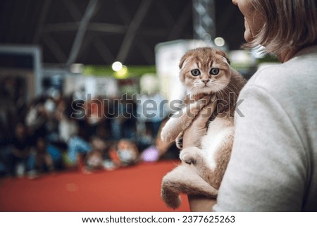 Tender Scottish fold kitten in the arms of its owner at a fair, cat beauty contest