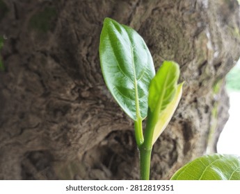 Tender shoot of a jackfruit tree