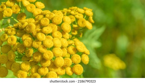 Tender Tansy (tanacetum vulgare) flowers on a blurred  light green background