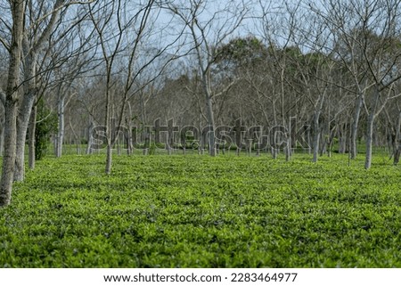 Tender tea gardens
Assam North East  India 
3rd march 2020