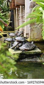 Tender Turtles Resting In Allan Gardens