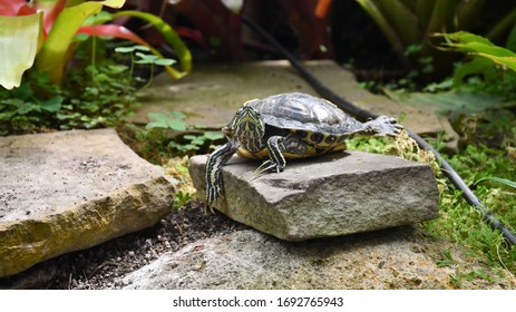 Tender Turtles Resting In Allan Gardens