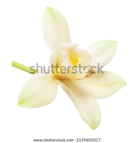 Tender vanilla flower isolated on white background. File contains clipping path.
