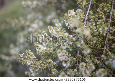 Tender white flowers closeup. Eastern cottonbush in bloom. Summer nature wallpaper. Small-leaf bluebush blossoms. Maireana brevifolia flowering. Exotic flora of Tenerife, Canary islands, Spain