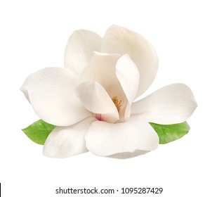 Tender White Magnolia Flower Isolated