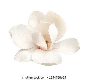 tender white magnolia flower isolated