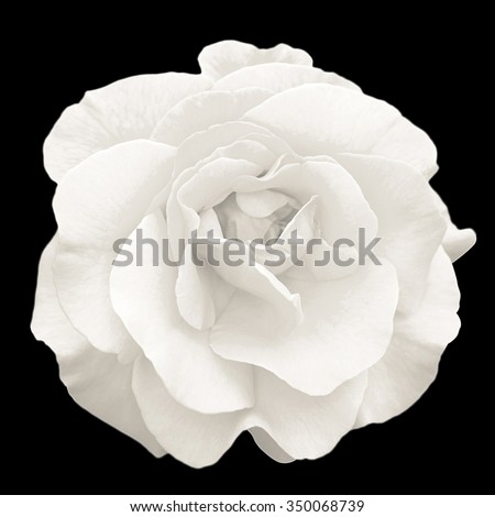 Tender white rose flower macro isolated on black
