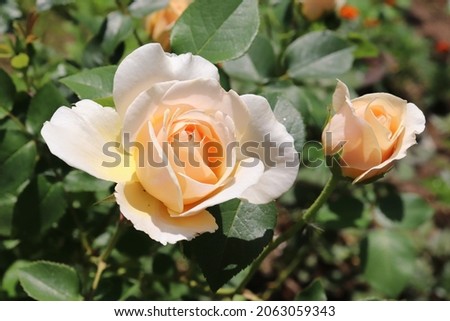 Tender yellow and apricot color English Rose English Garden flowers in a garden in June 2021. Idea for postcards, greetings, invitations, posters, wedding and Birthday decoration, background 