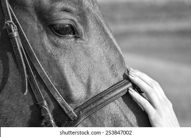 Tenderness. Woman stroking the horse's head, Black and White - Powered by Shutterstock