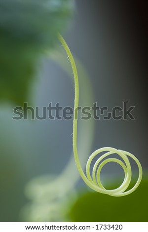 Similar – Oregano mit großem Wassertropfen