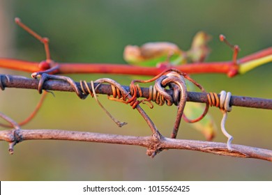 Tendril of grapes, captured iron rusty wire, close up photo image on abstract background, high quality illustration for wine bar, restaurant, enoteca, wine shop or special interior.