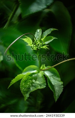 tendril, passion fruit tree, blurred background, panel, work of art, photographic panel, decorative screen, plant in the garden, close up of a plant, tendril
