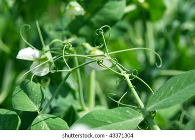 Tendrils Of Pea