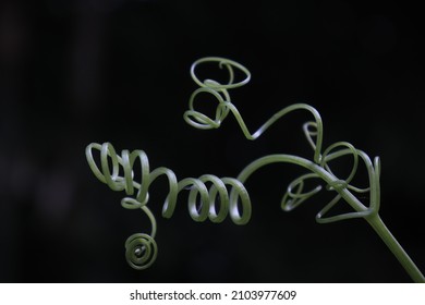 tendrils of siamese pumpkin plant 