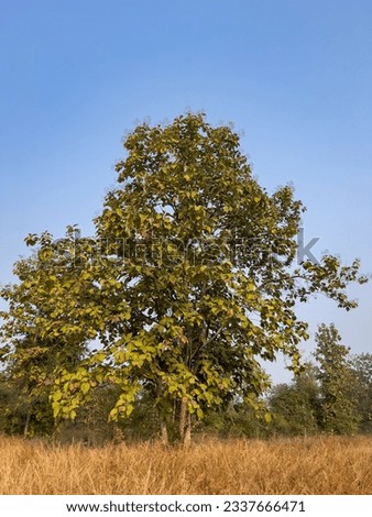 tendu tree or Diospyros melanoxylon or Indian Ebony at panna national park forest madhya pradesh india asia