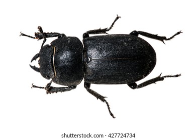 Tenebrionid Beetle