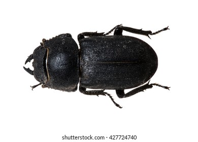 Tenebrionid Beetle