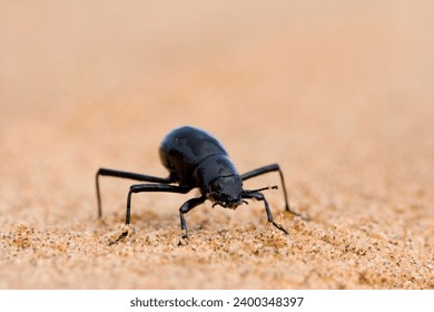 Tenebrionid beetle (Onymacris unguicularis), Namib Desert, Namibia, Africa - Powered by Shutterstock